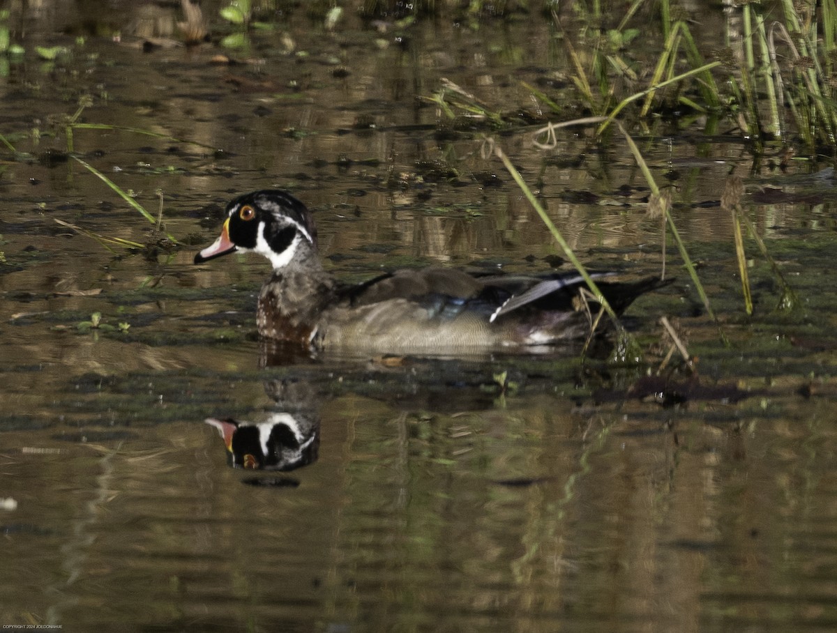 Wood Duck - ML625001021