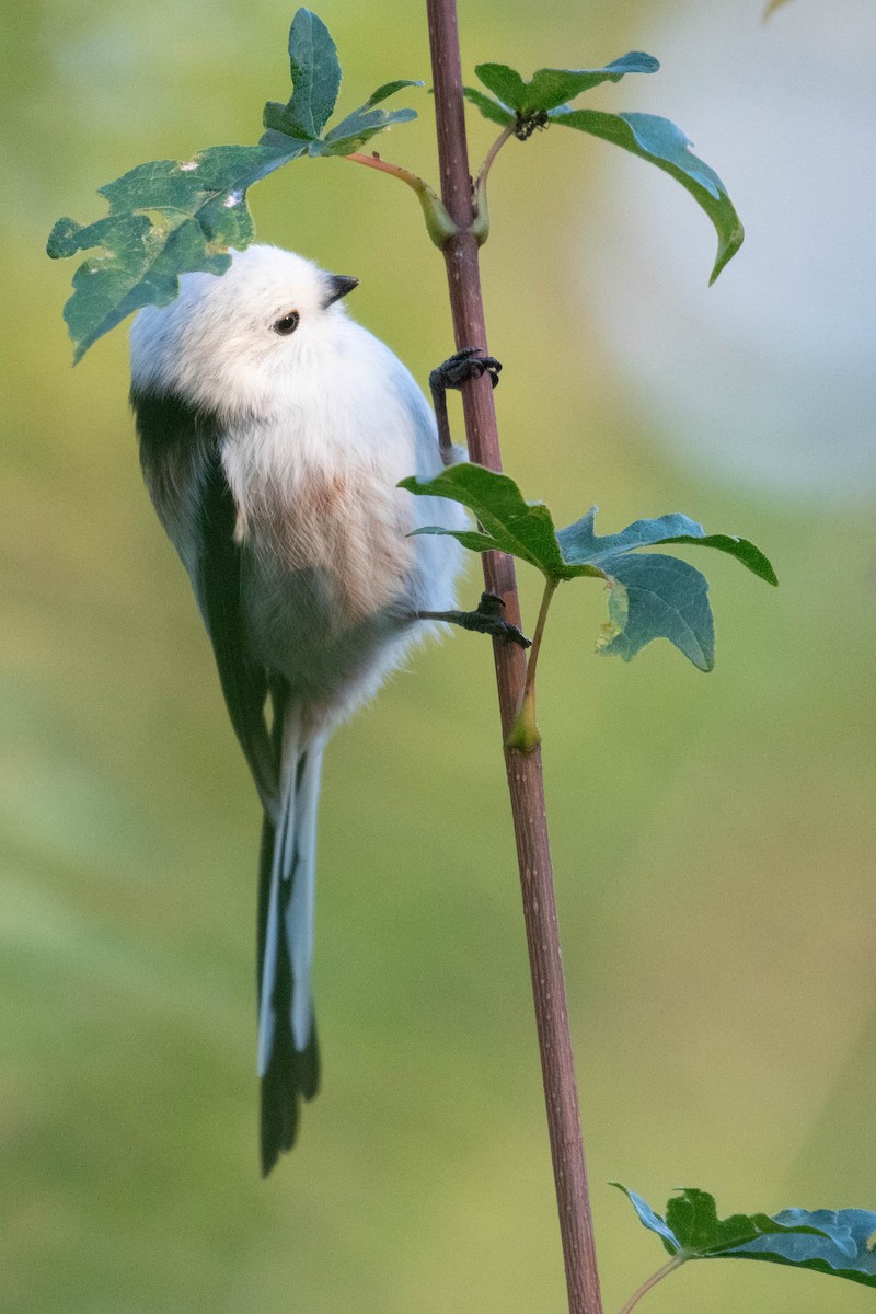Сүүлт хөх бух - ML625001063