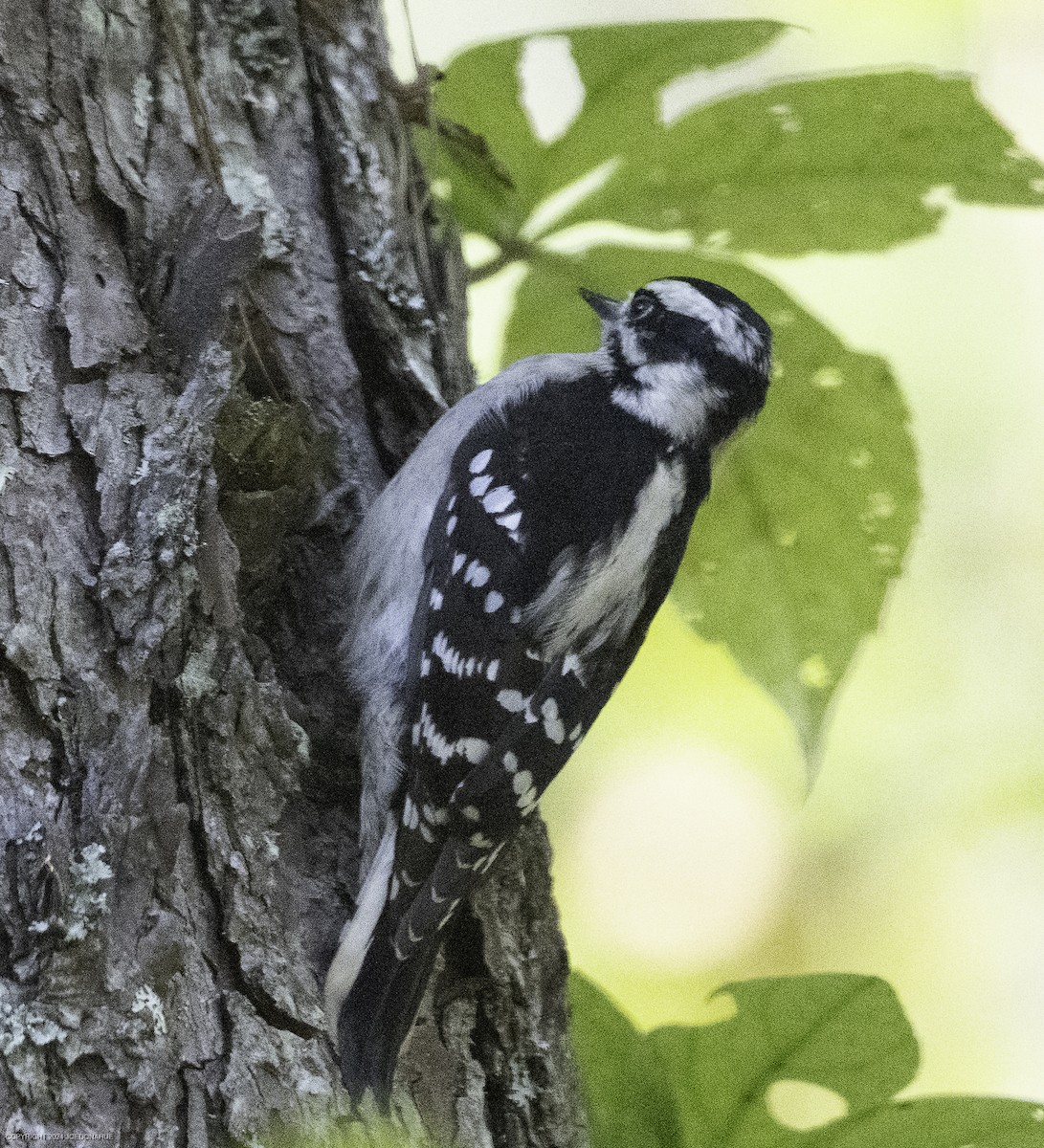 Downy Woodpecker - ML625001216