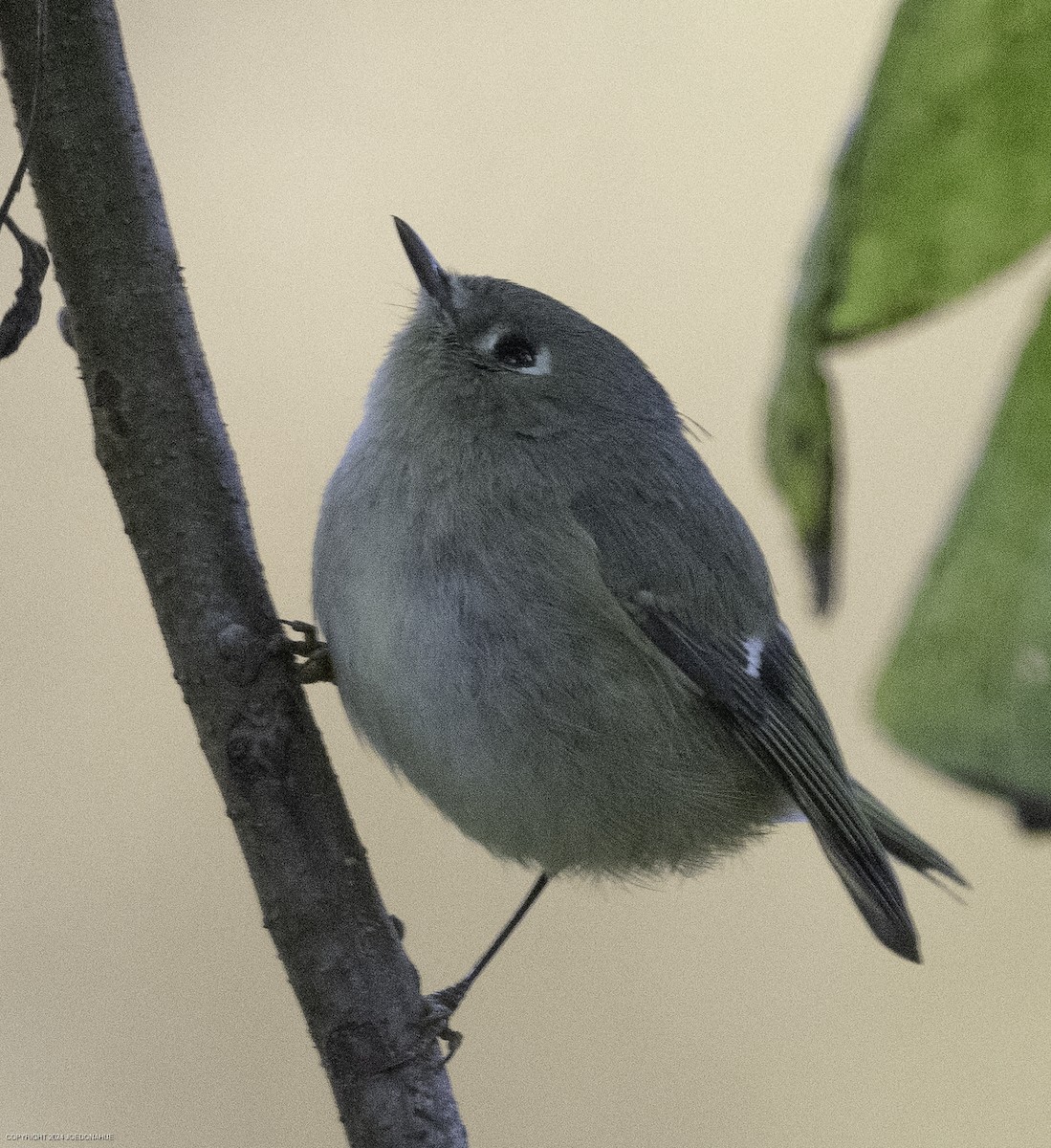 Ruby-crowned Kinglet - ML625001223