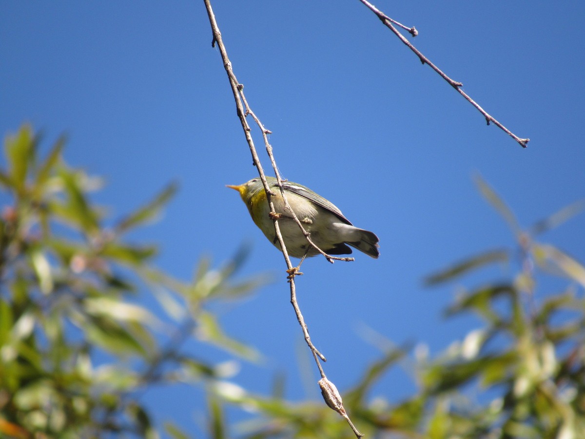 Northern Parula - ML625001249