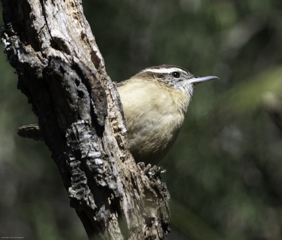 Carolina Wren - ML625001252