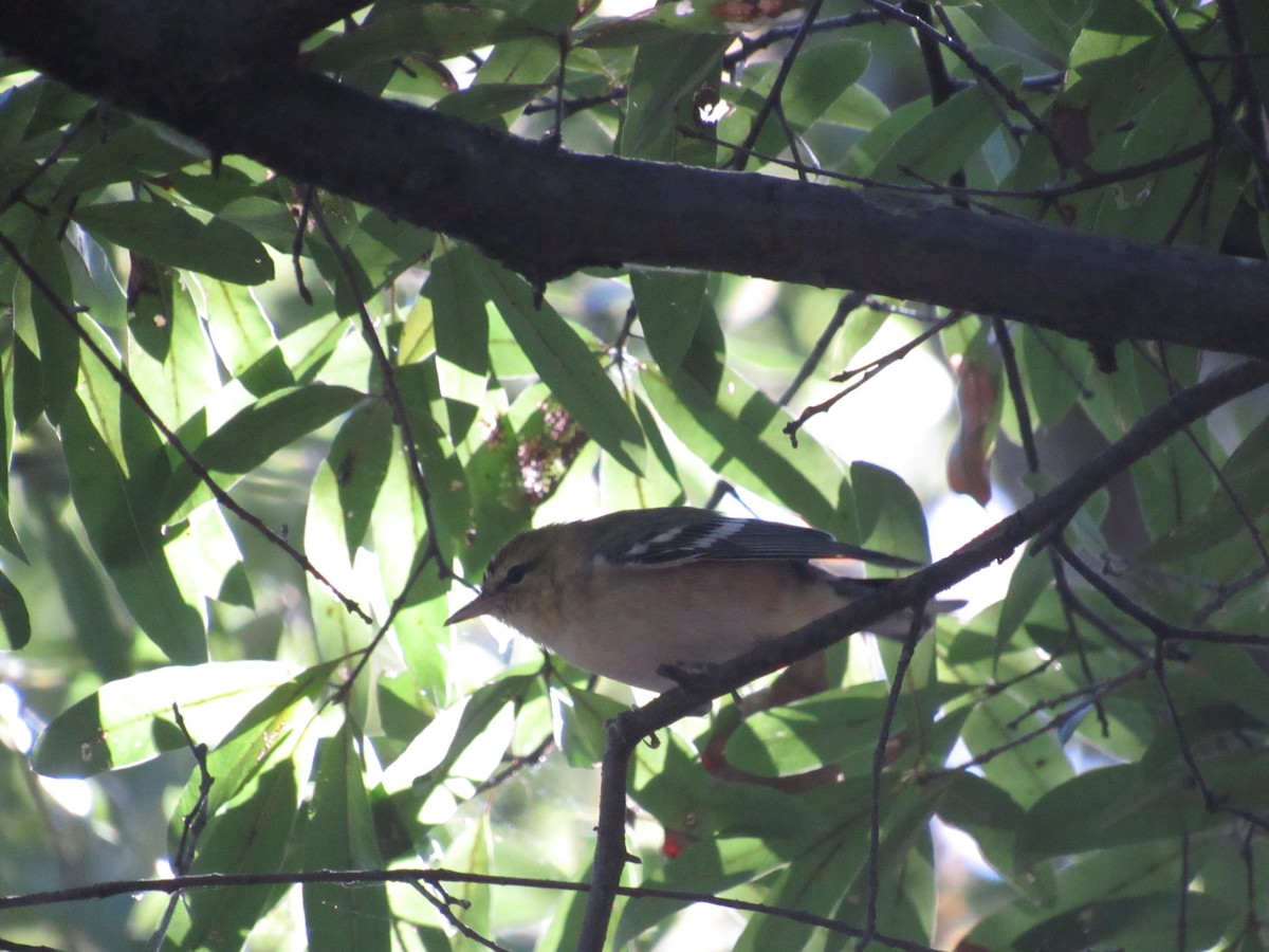 Bay-breasted Warbler - ML625001255