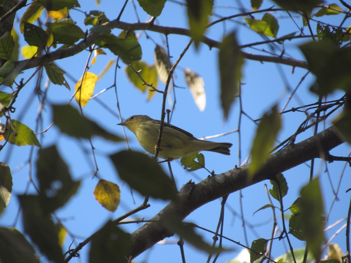 Blackpoll Warbler - ML625001257