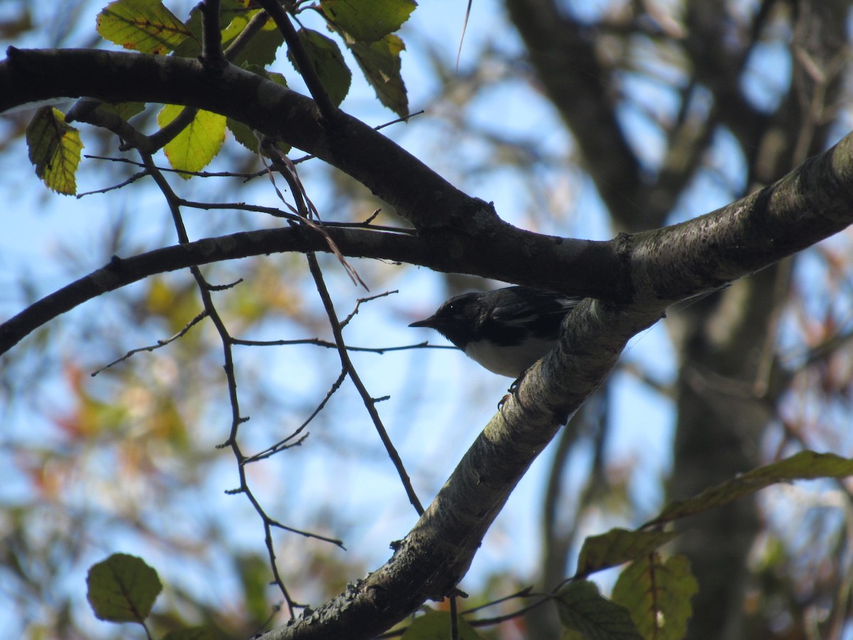 Black-throated Blue Warbler - ML625001267