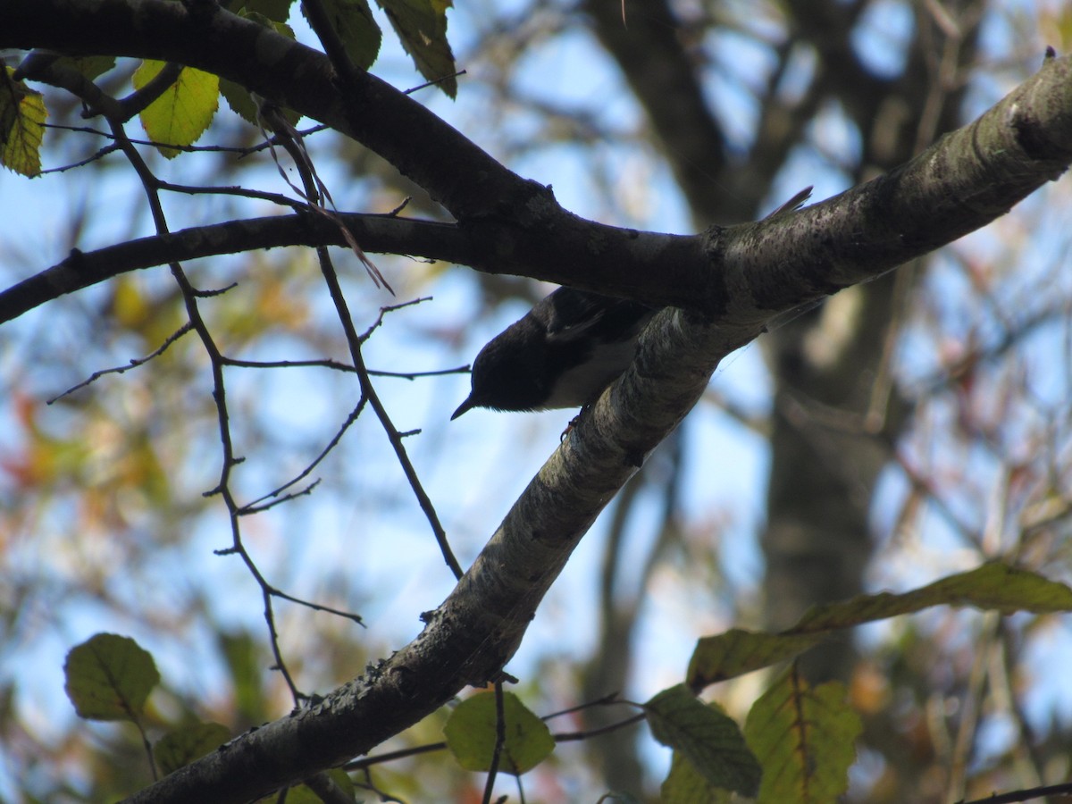 Black-throated Blue Warbler - ML625001268