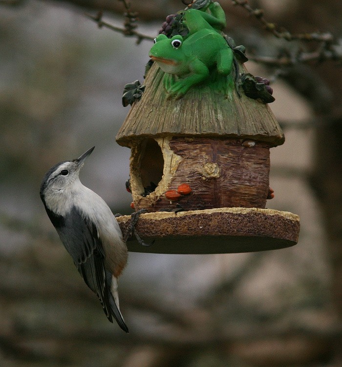 White-breasted Nuthatch - ML625001270