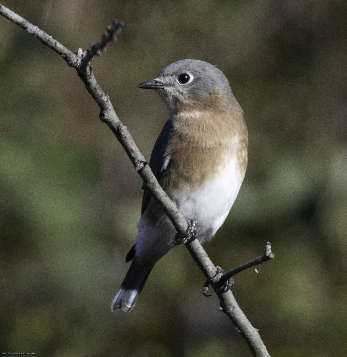 Eastern Bluebird - ML625001276