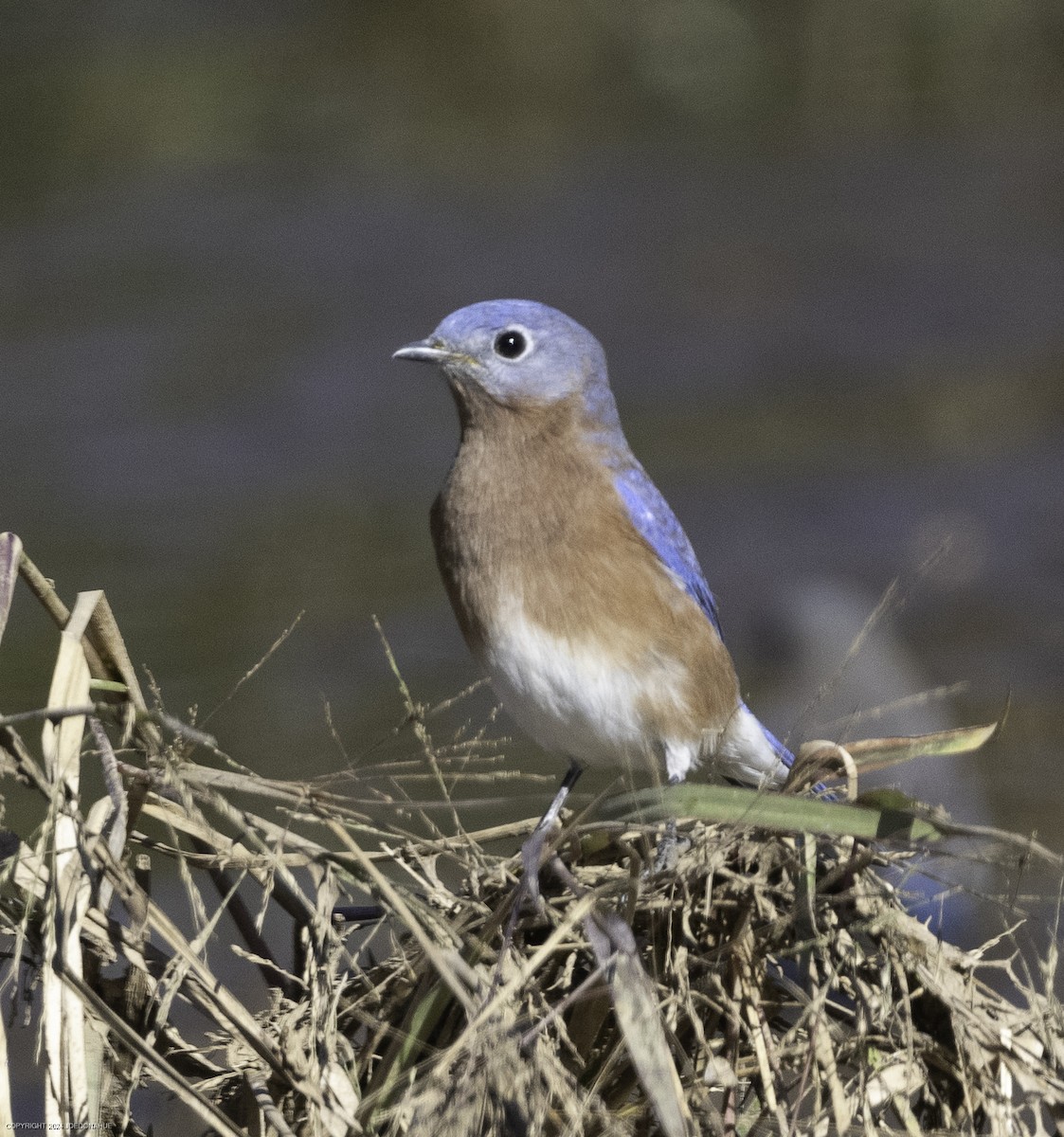 Eastern Bluebird - ML625001277