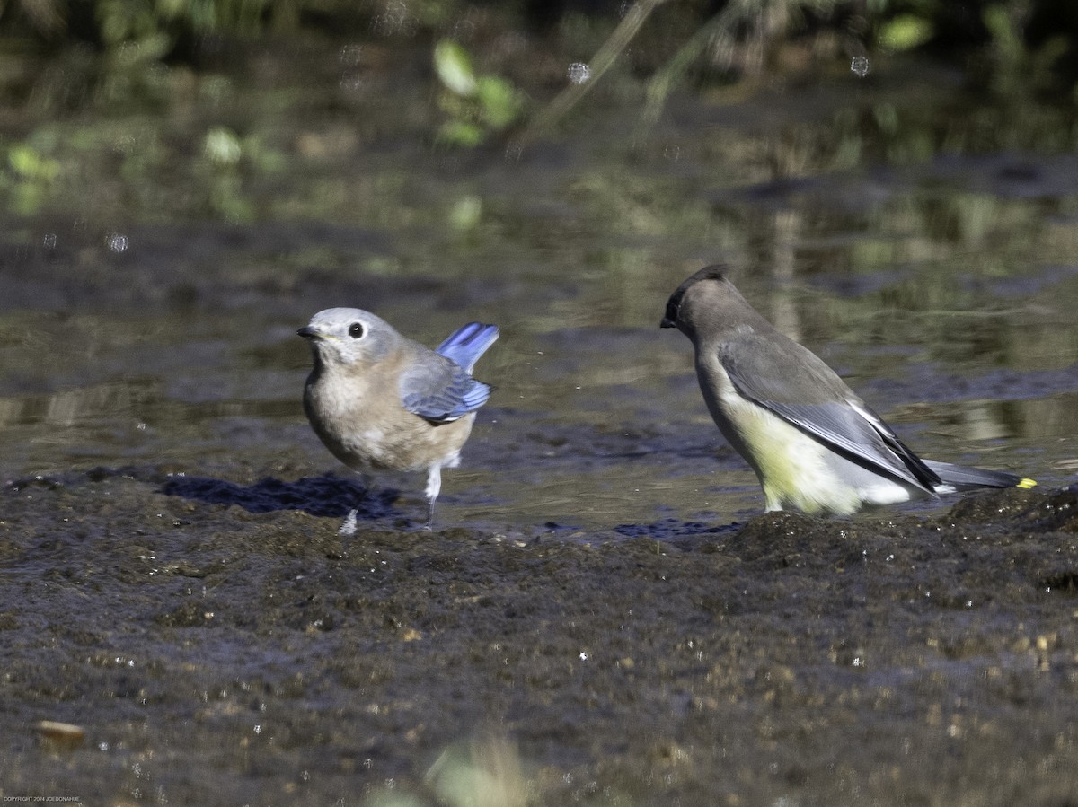 Eastern Bluebird - ML625001278