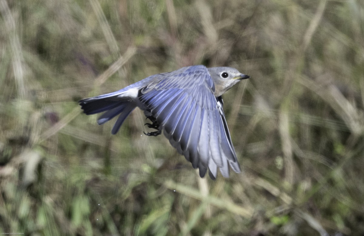 Eastern Bluebird - ML625001279