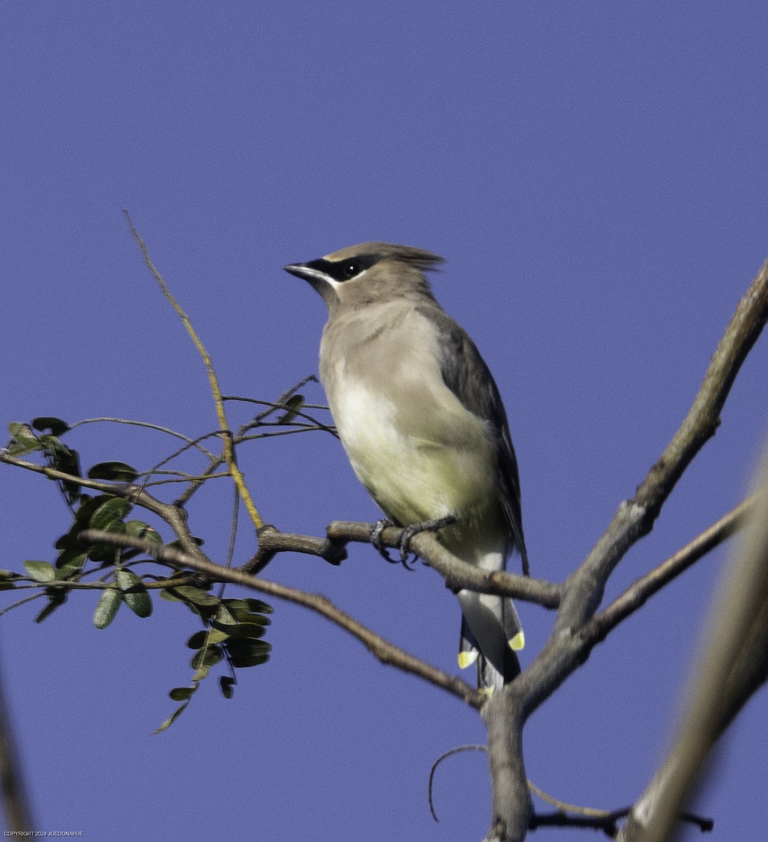 Cedar Waxwing - ML625001294