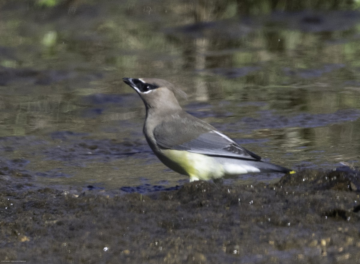 Cedar Waxwing - ML625001295