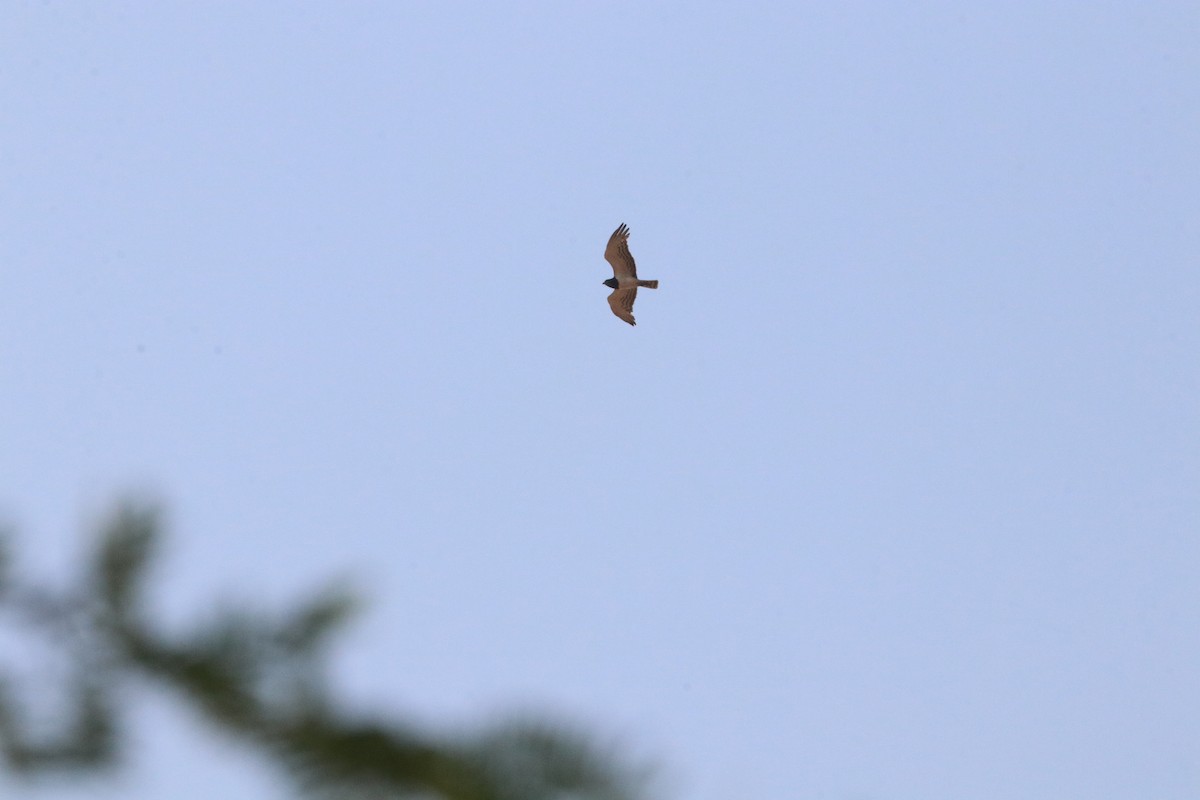 Black-chested Snake-Eagle - ML625001444