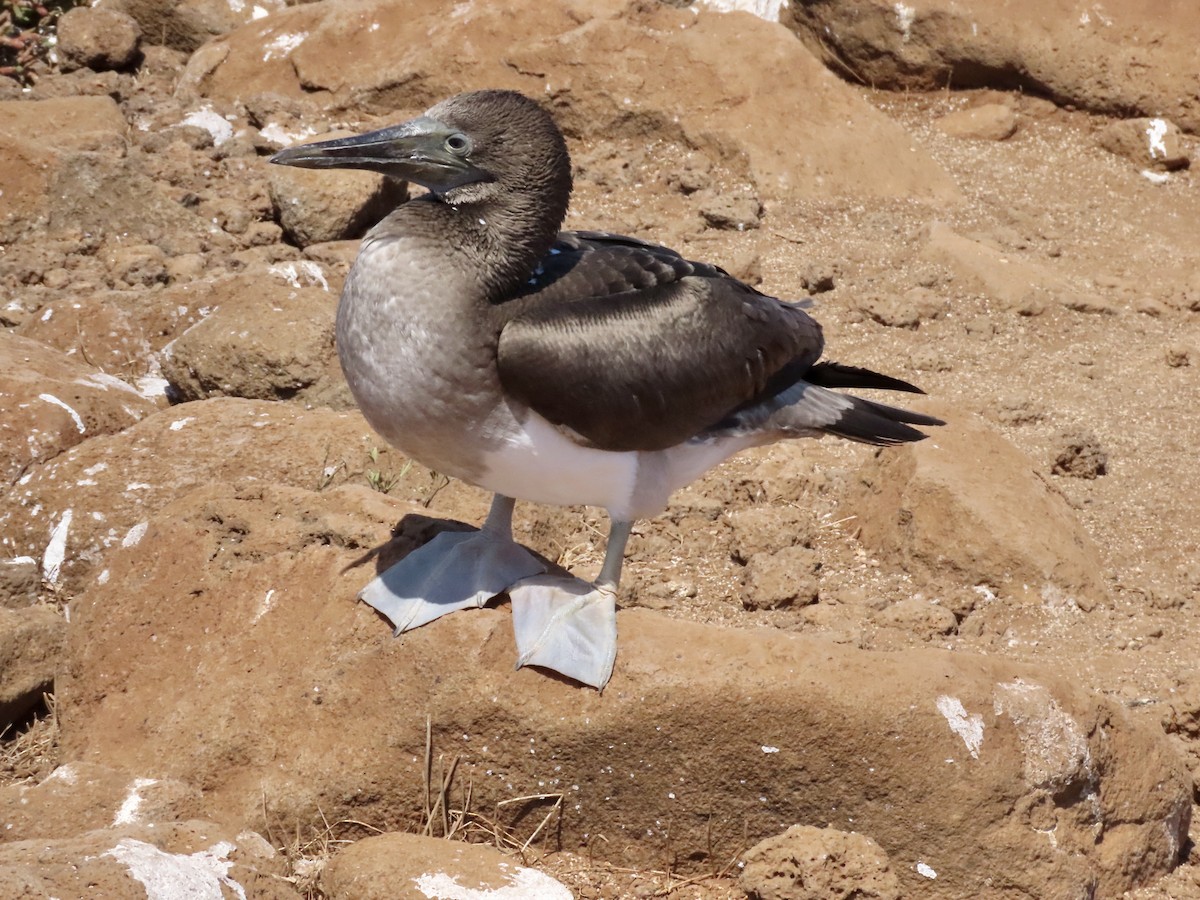 Blue-footed Booby - Gerry Hawkins