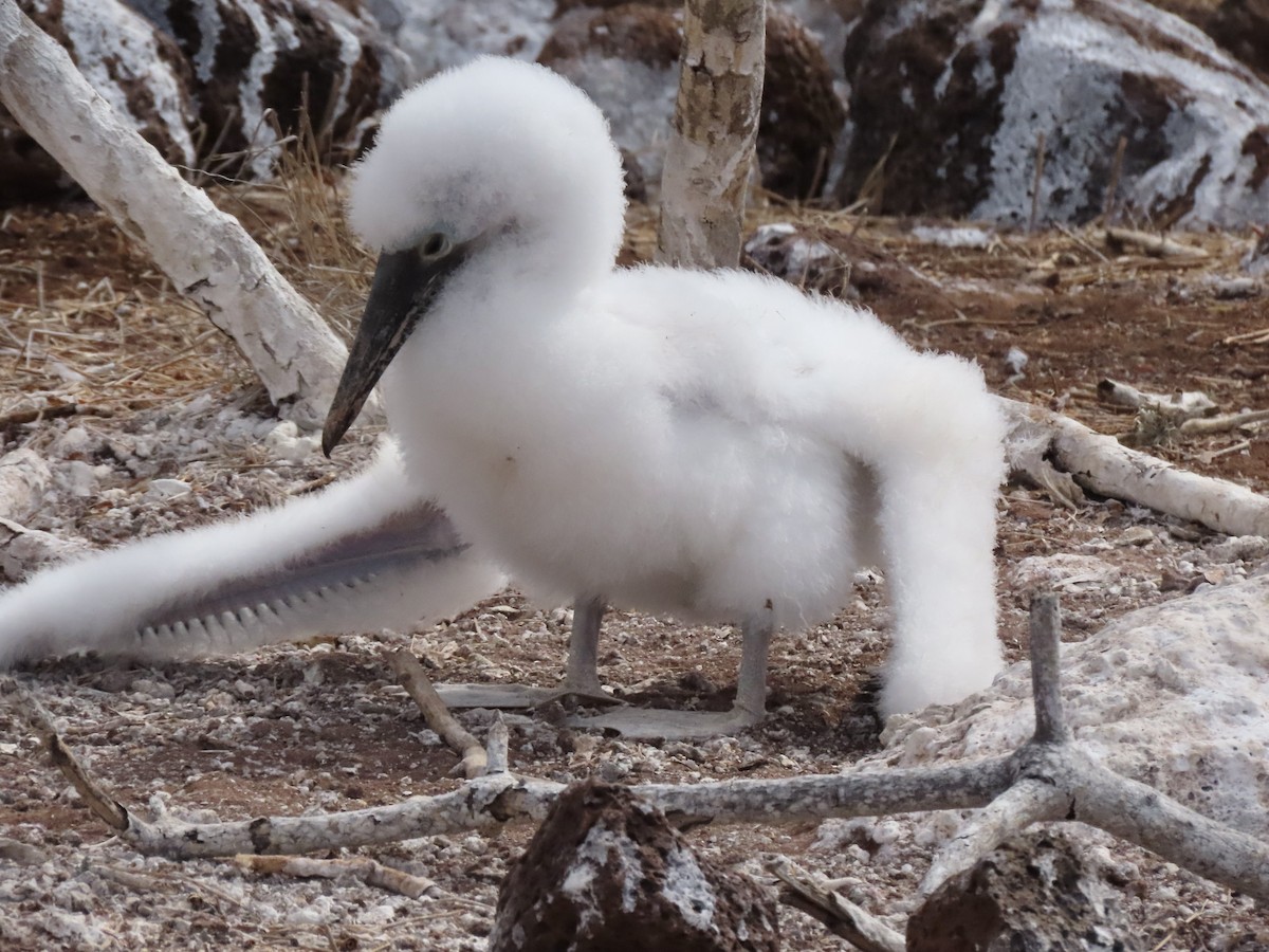 Blue-footed Booby - Gerry Hawkins