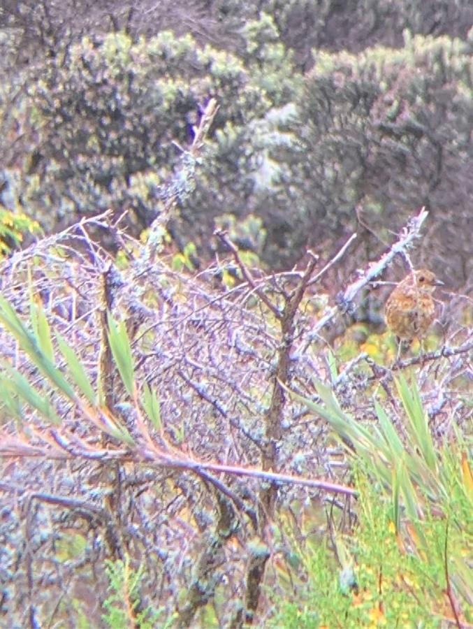 Boyaca Antpitta - ML625001463