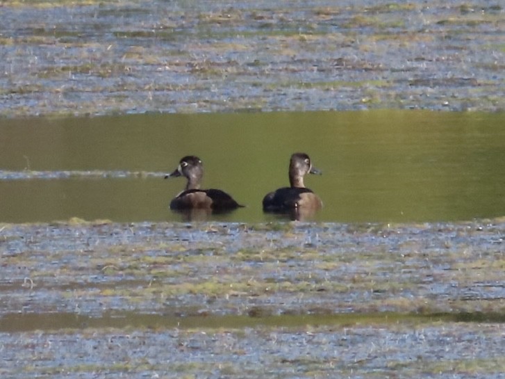 Ring-necked Duck - Ruth Bergstrom