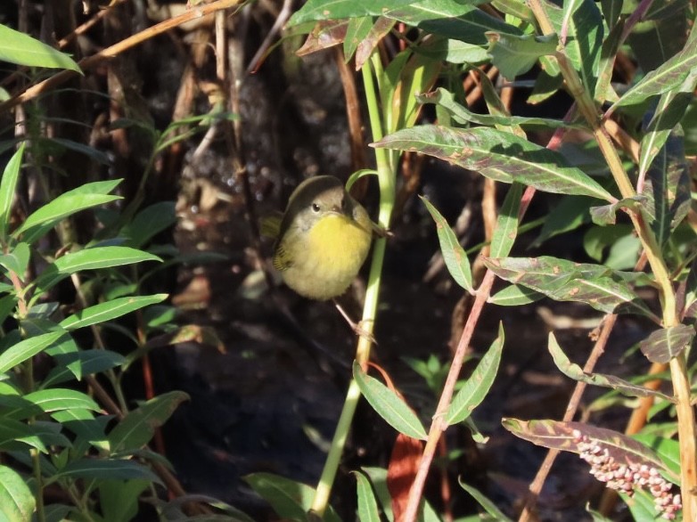 Common Yellowthroat - Ruth Bergstrom