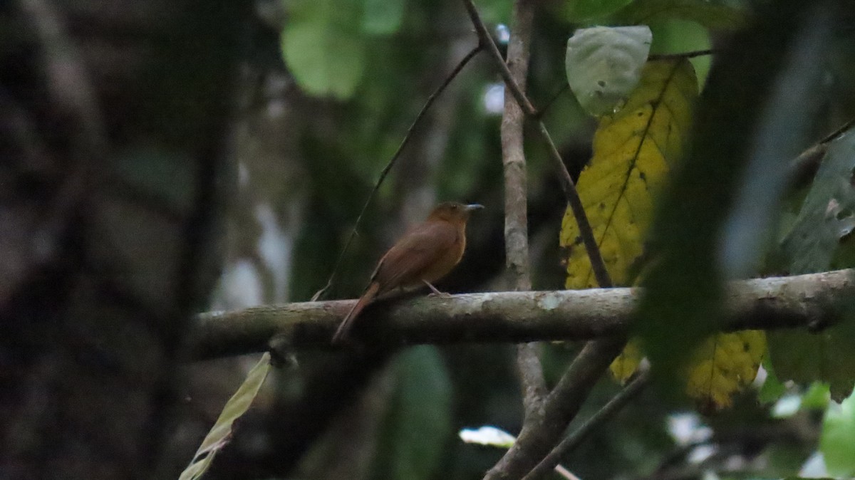 White-winged Shrike-Tanager - ML625001589