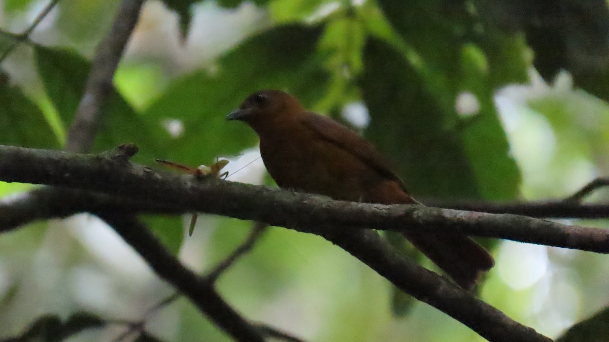 White-winged Shrike-Tanager - ML625001590