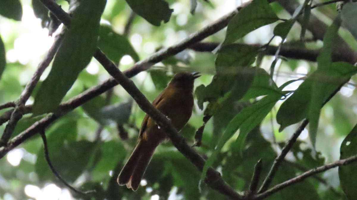 White-winged Shrike-Tanager - ML625001591
