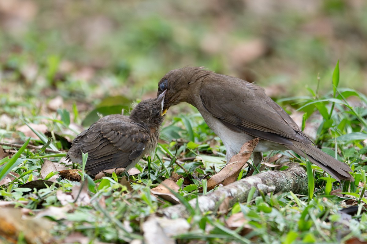 Black-billed Thrush - ML625001625