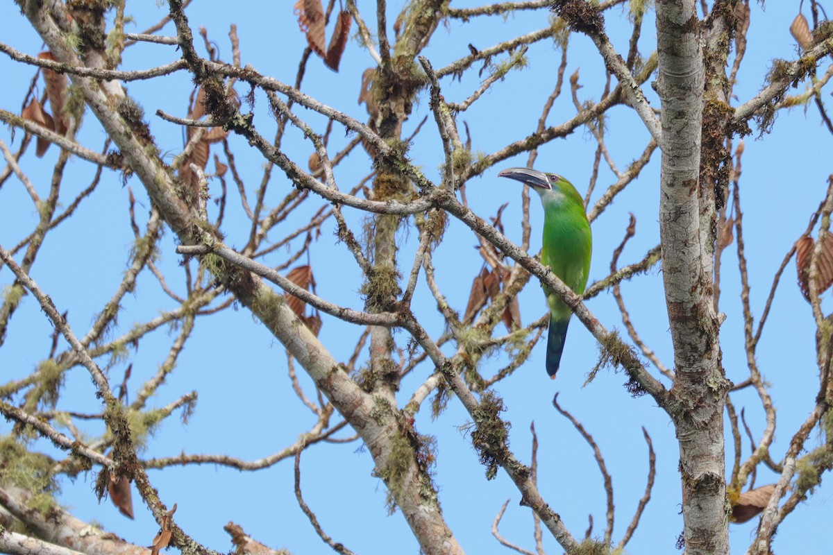 Toucanet de Derby - ML625001654