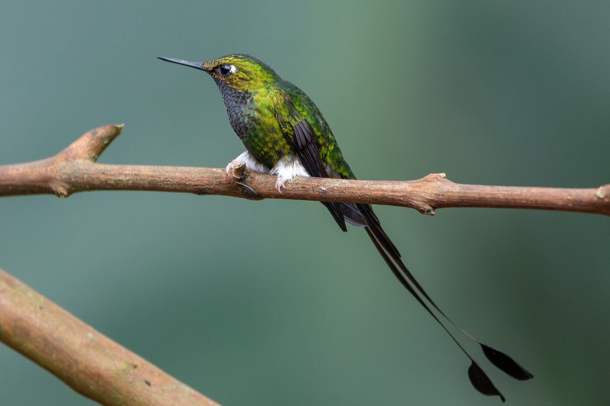 White-booted Racket-tail - ML625001671