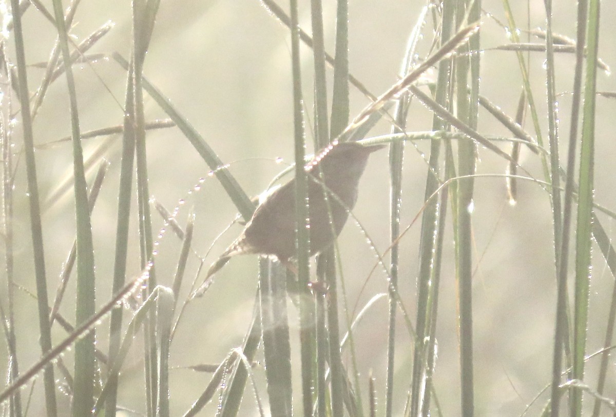 Sedge Wren - ML625001795