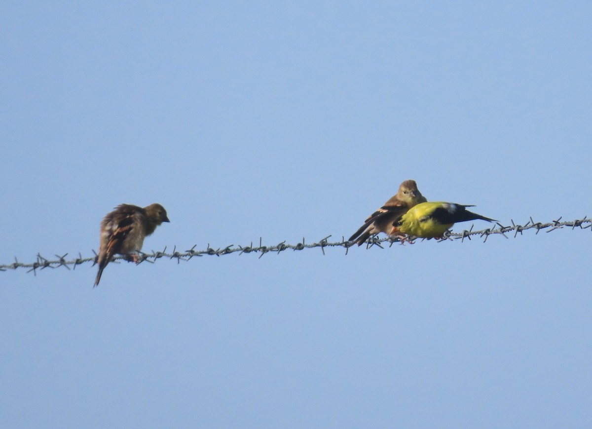 American Goldfinch - "Chia" Cory Chiappone ⚡️