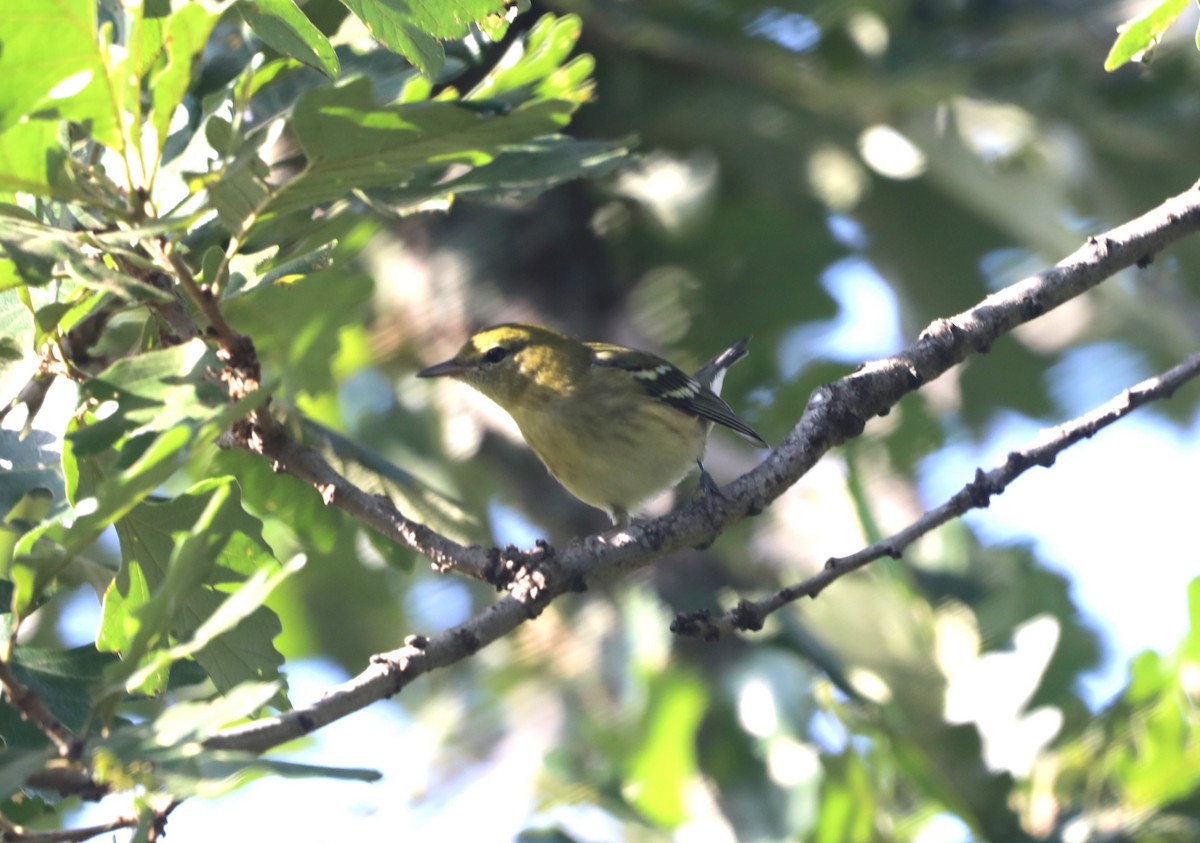 Bay-breasted Warbler - "Chia" Cory Chiappone ⚡️