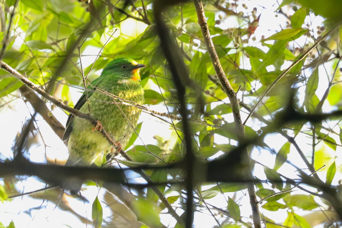 Scarlet-breasted Fruiteater - ML625002324