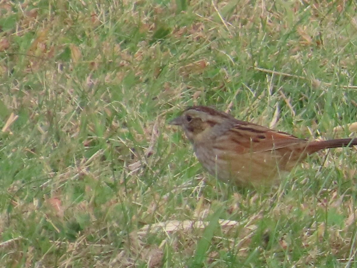 Swamp Sparrow - ML625002726