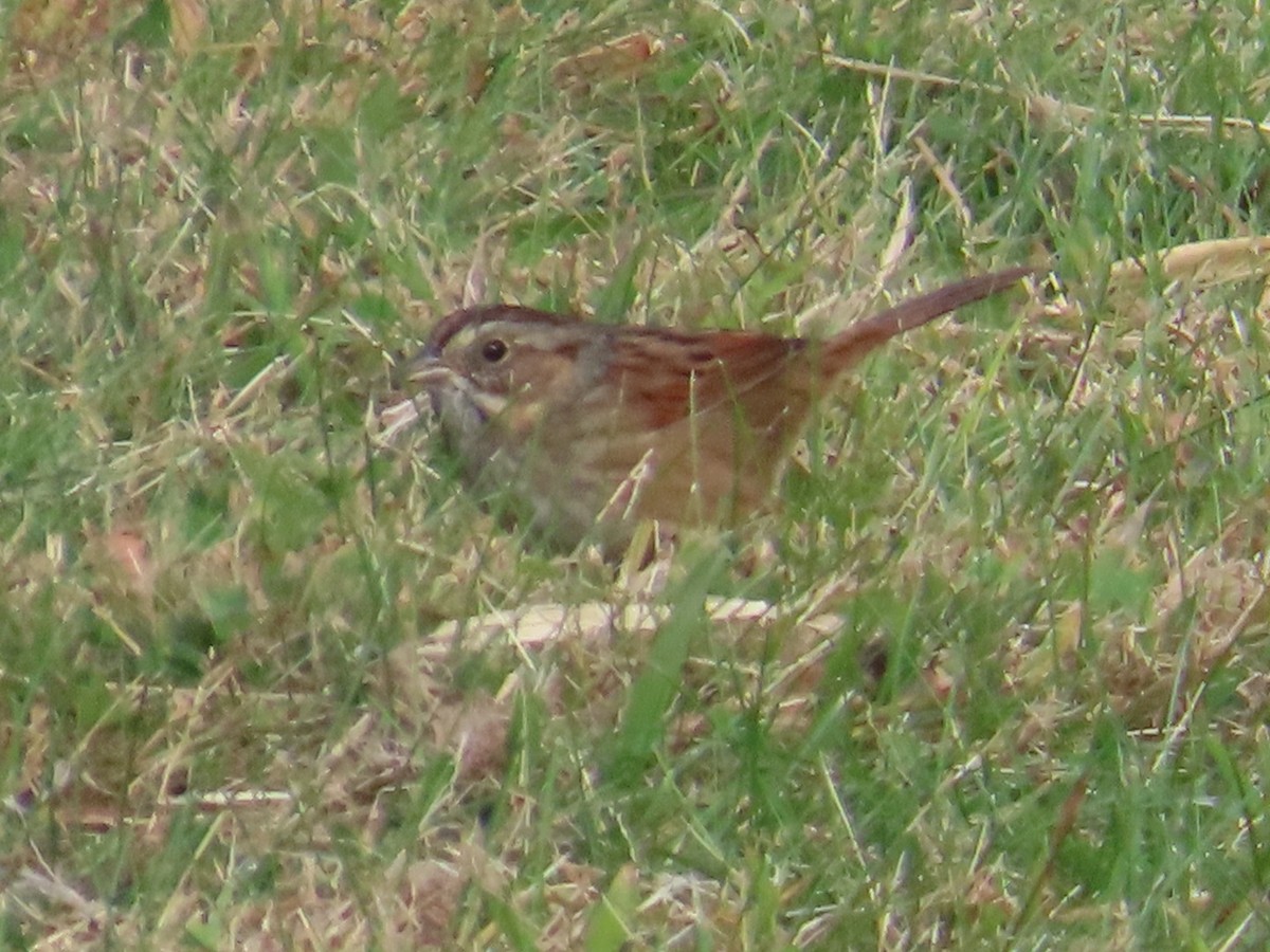 Swamp Sparrow - ML625002727