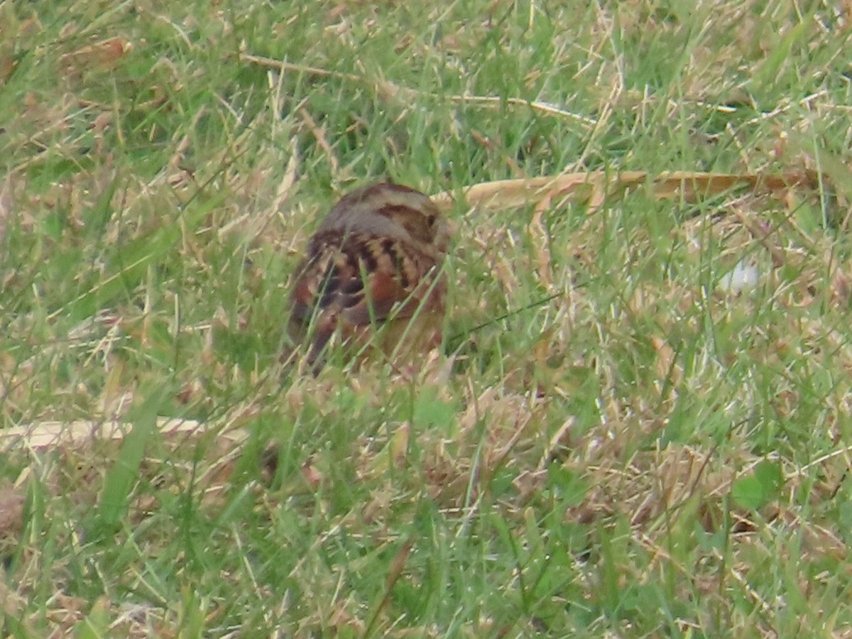 Swamp Sparrow - ML625002728