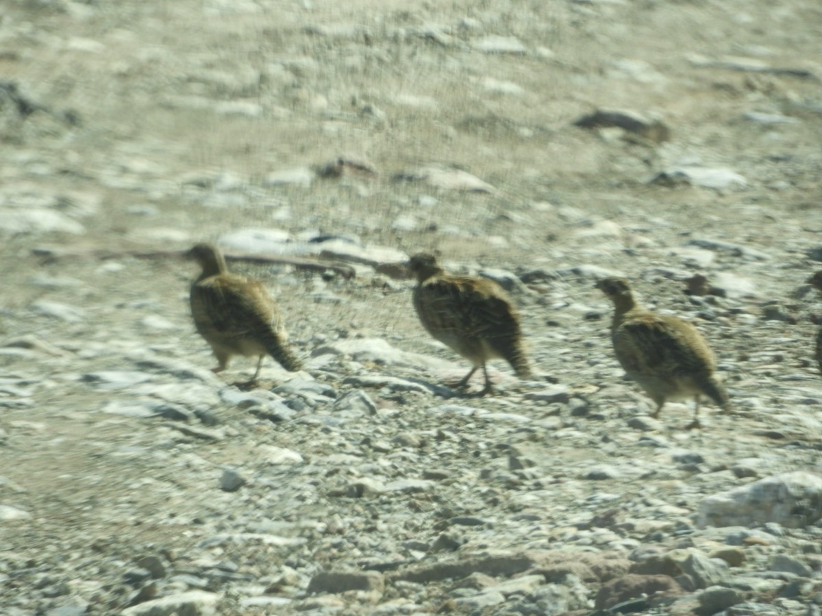 koroptev polní - ML625002905