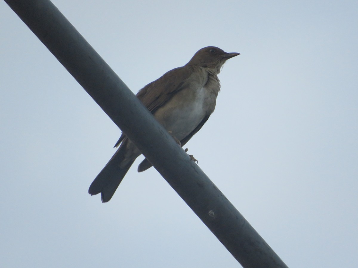 Black-billed Thrush - ML625003037