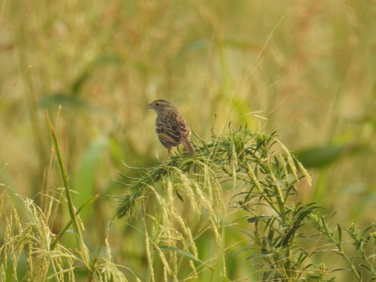 Желтощёкая овсянка-барсучок - ML625003159