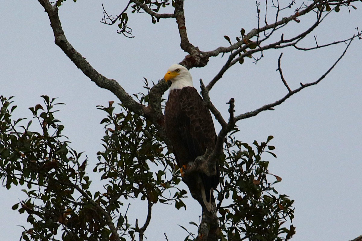 Bald Eagle - ML625003174