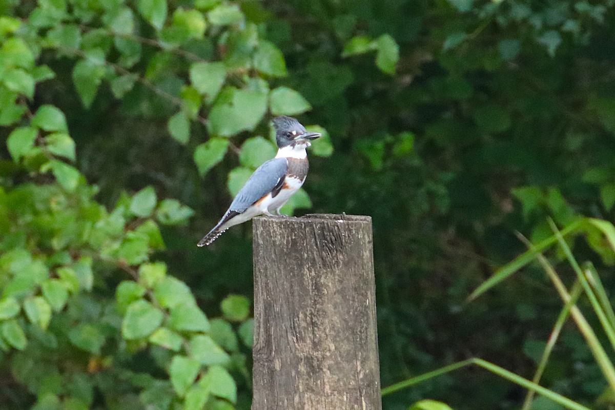 Belted Kingfisher - ML625003259