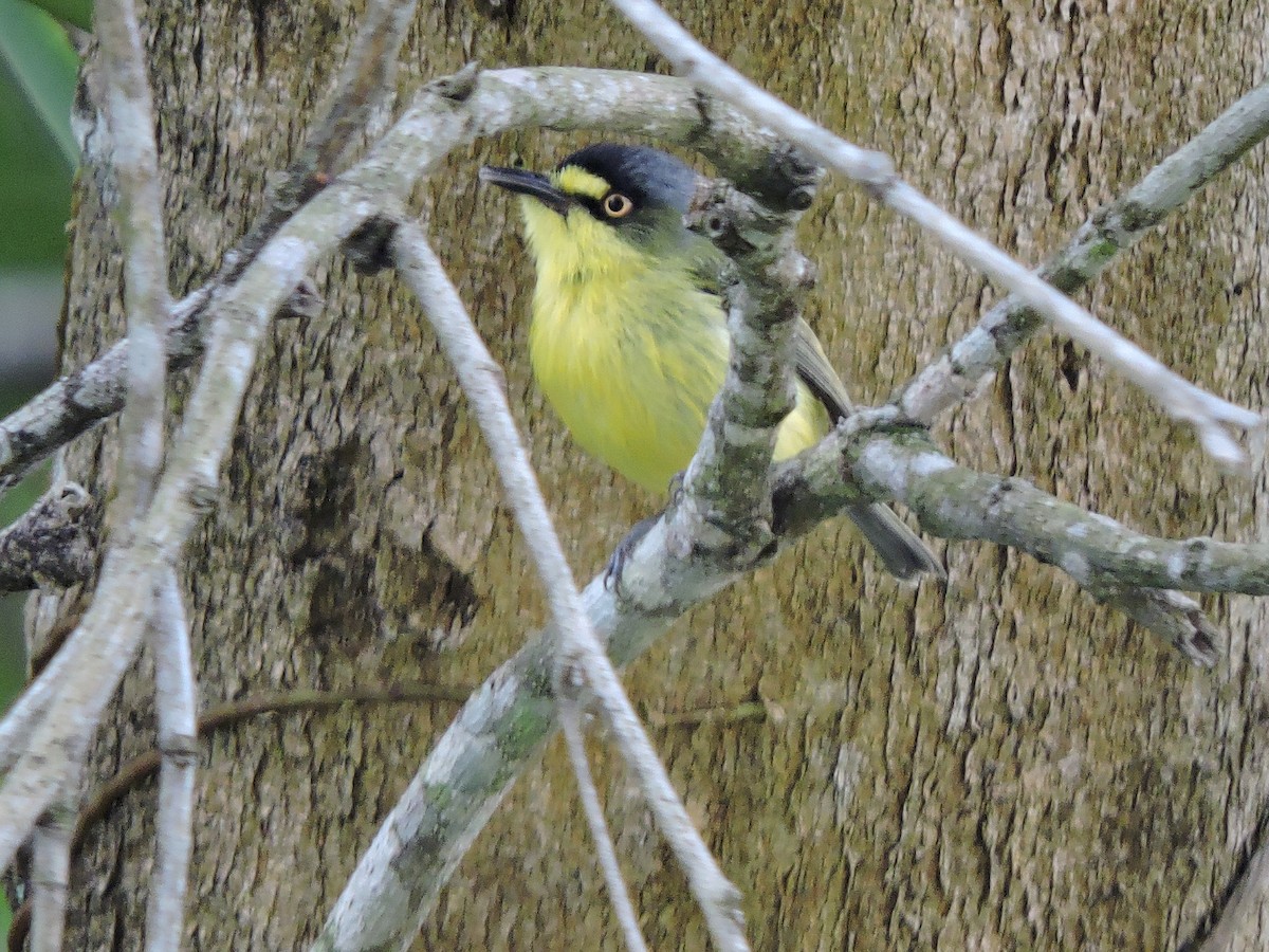 Gray-headed Tody-Flycatcher - ML625003285