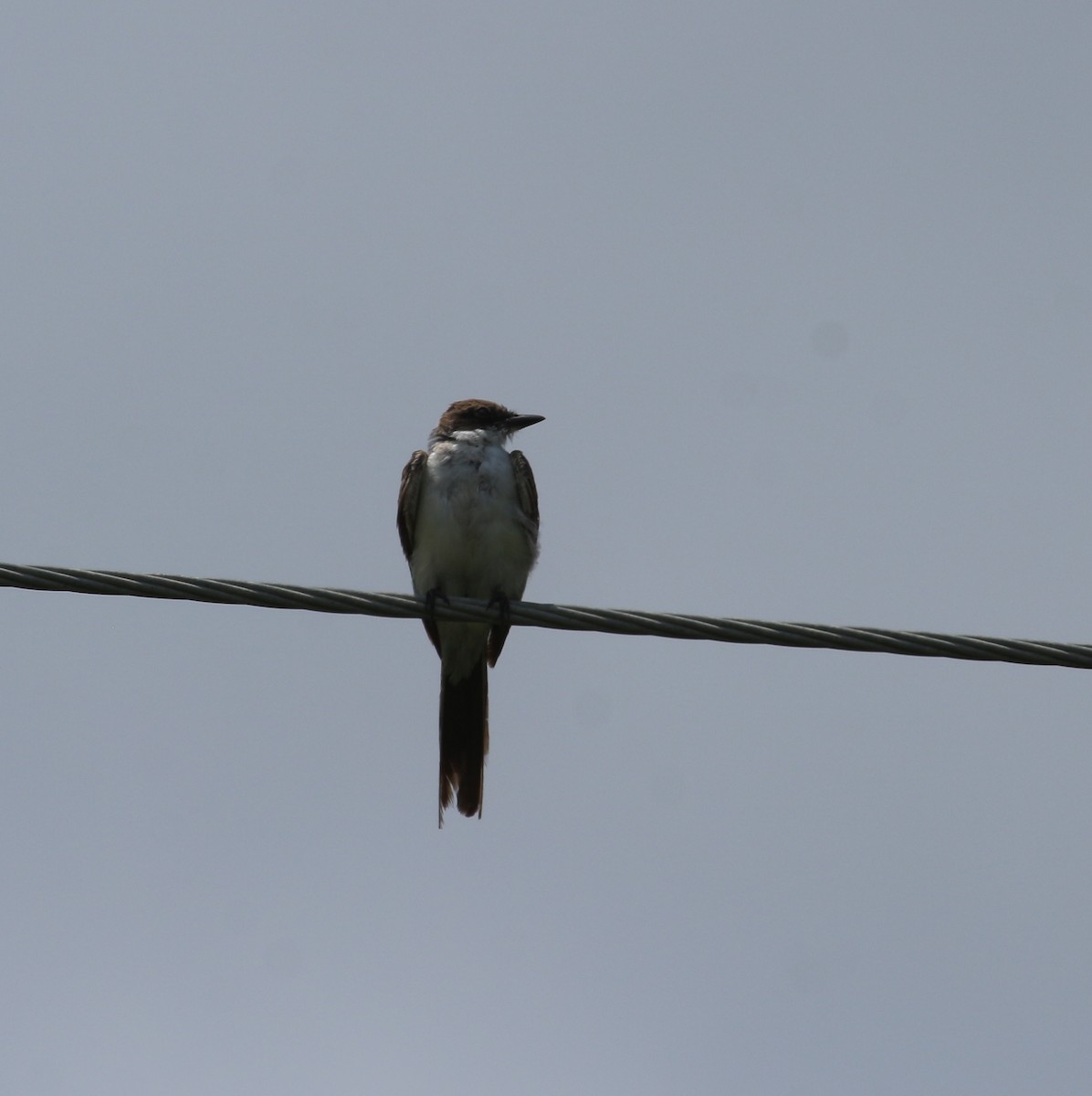 Fork-tailed Flycatcher - ML62500331