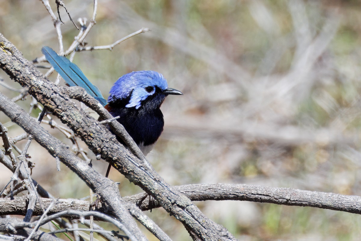 Mérion à gorge bleue - ML625003406