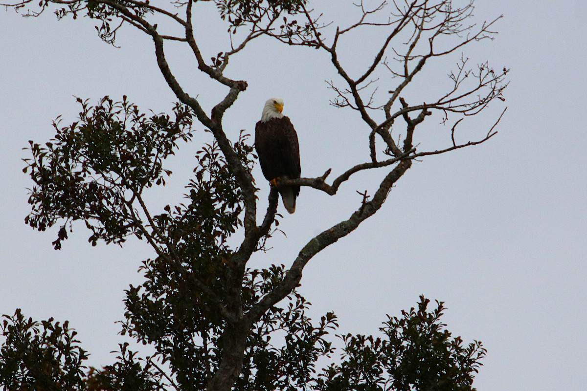 Bald Eagle - ML625003421