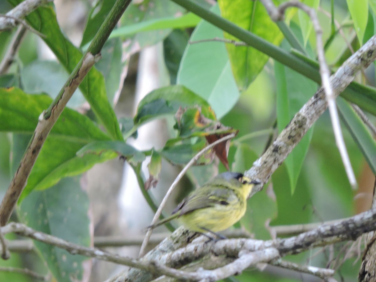 Gray-headed Tody-Flycatcher - ML625003466