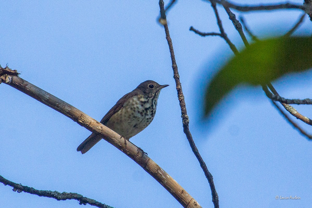 Hermit Thrush - ML625003525