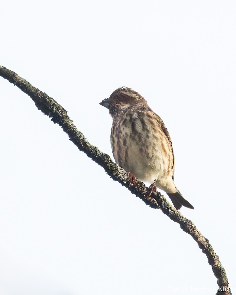 Purple Finch - ML625003547