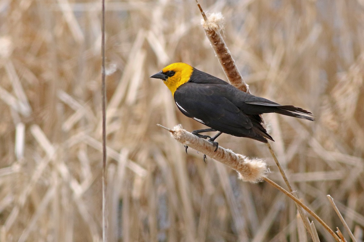 Yellow-headed Blackbird - ML625003673