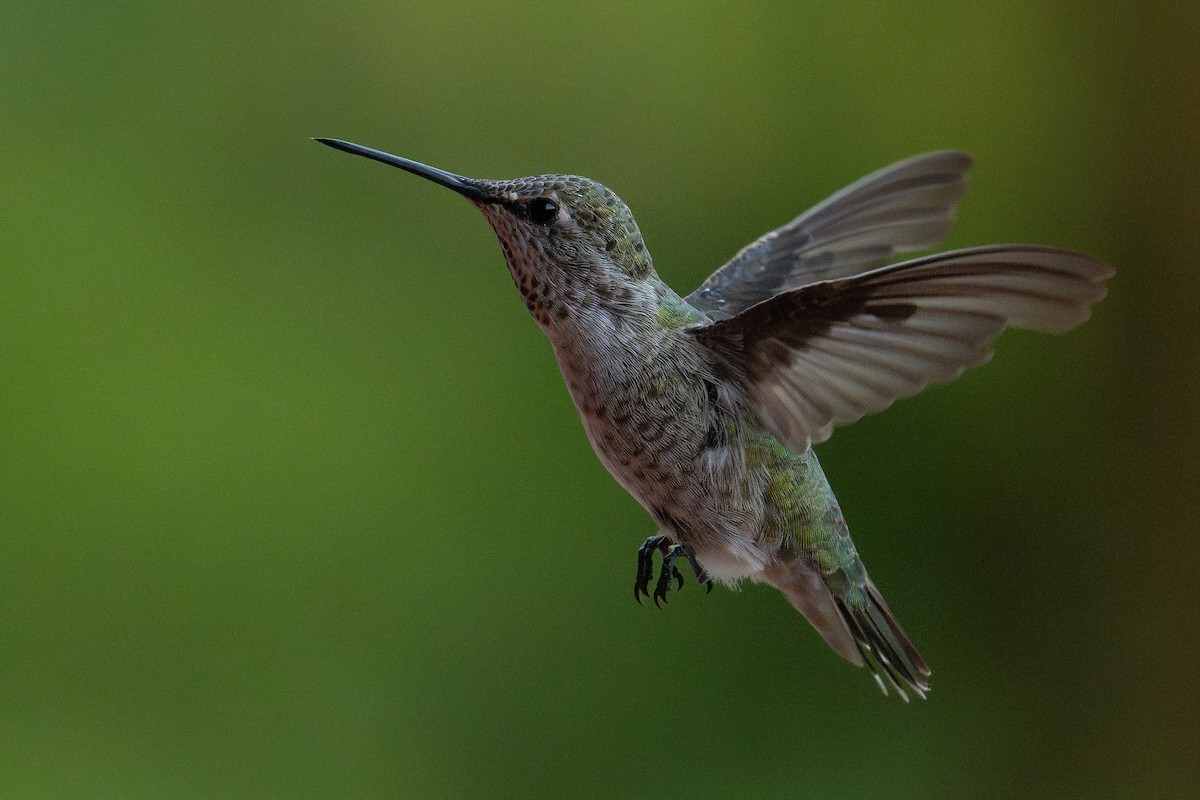 Anna's Hummingbird - ML625003742